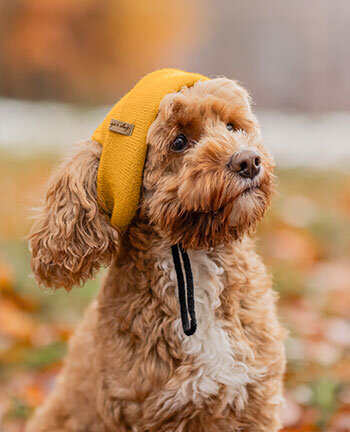 Accessoires voor de hond