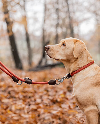 Honden halsbanden & lijnen