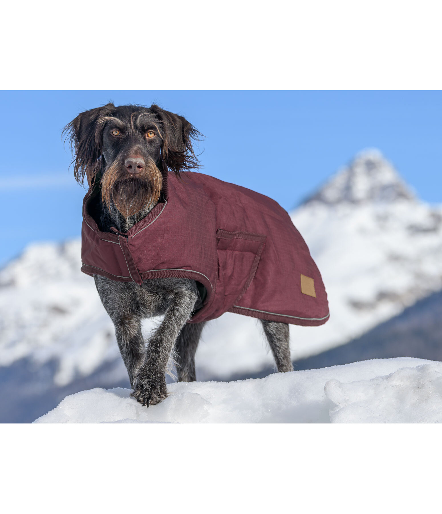 honden wintermantel Beaver Creek, 400 g