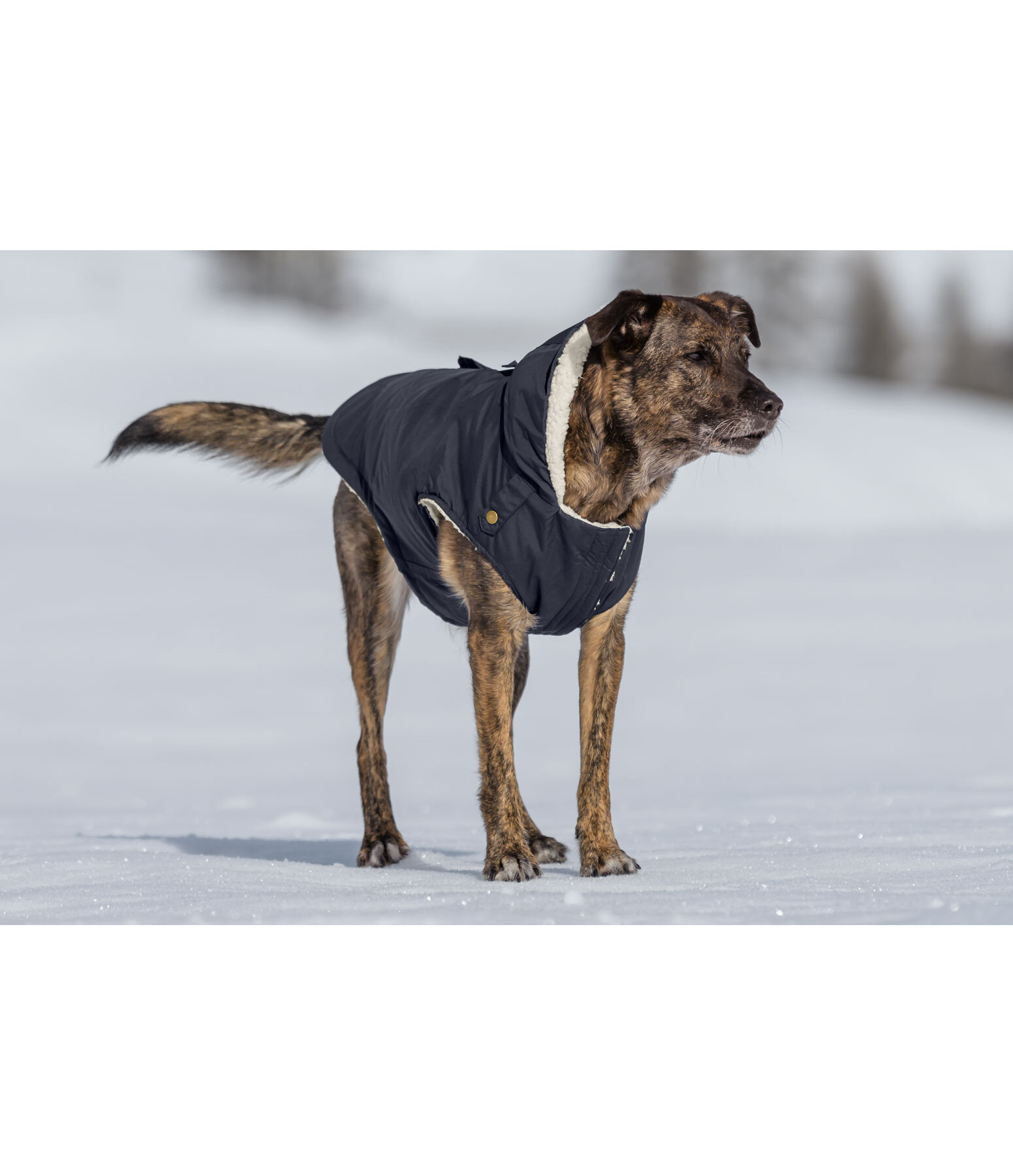 honden regenparka Wilbur met sherpa voering, 60 g