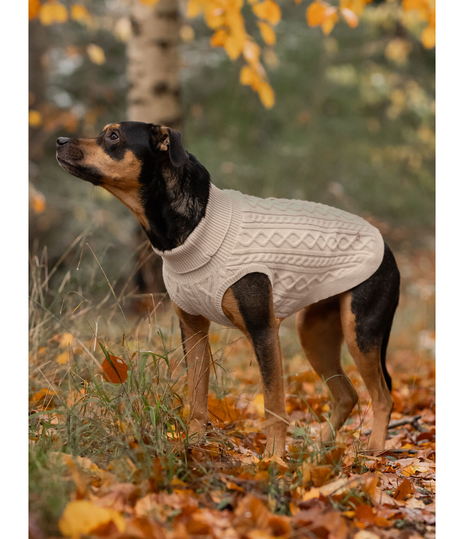 honden pullover Maisie