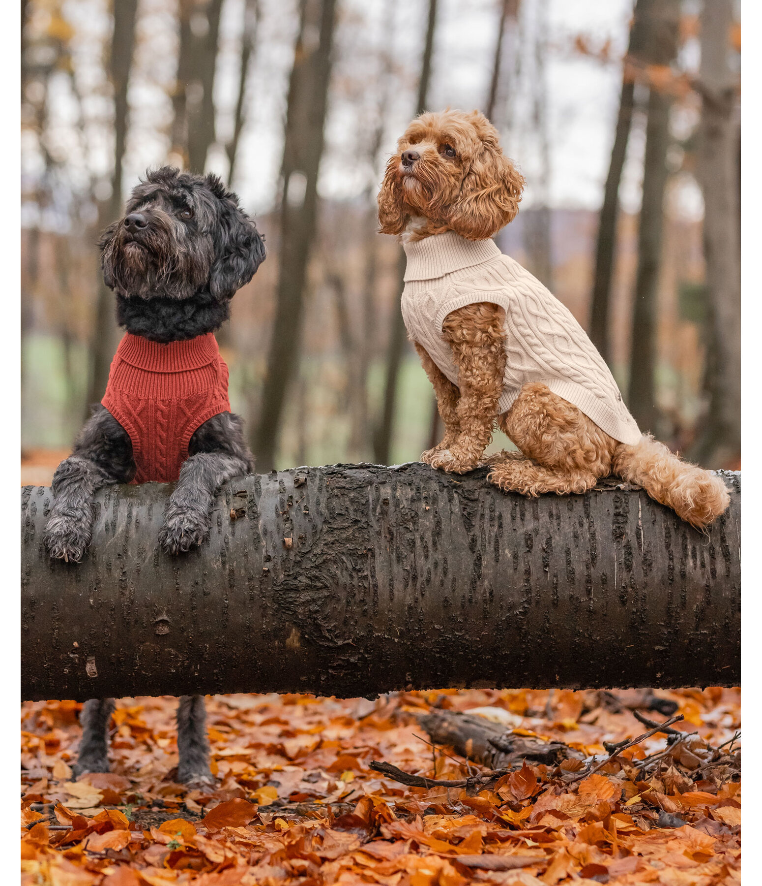 honden pullover Maisie