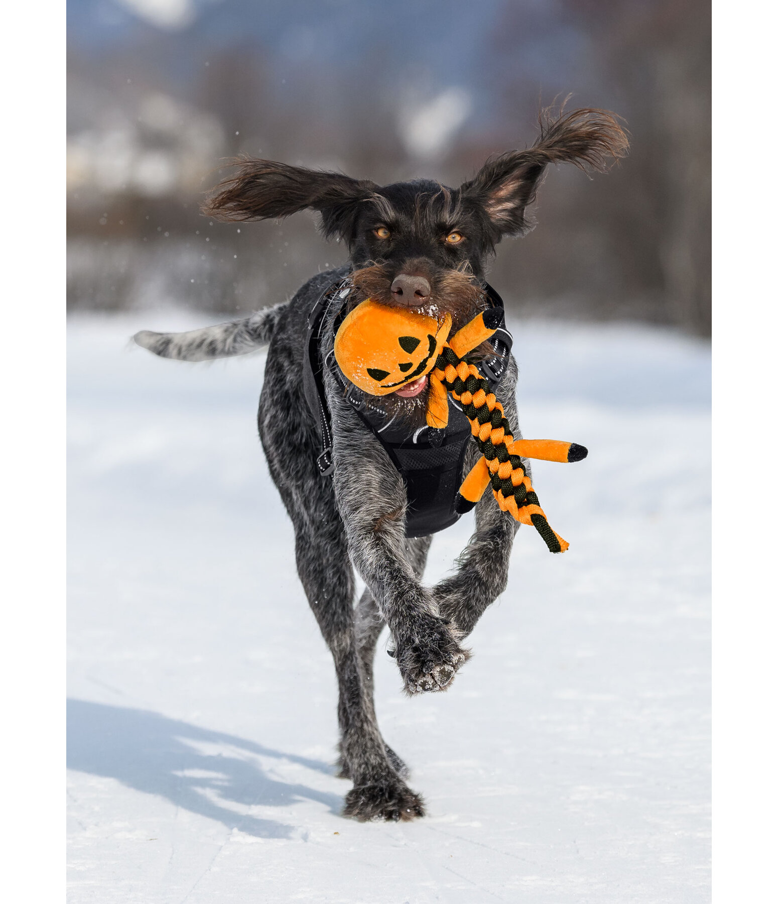 honden speelgoed pompoen