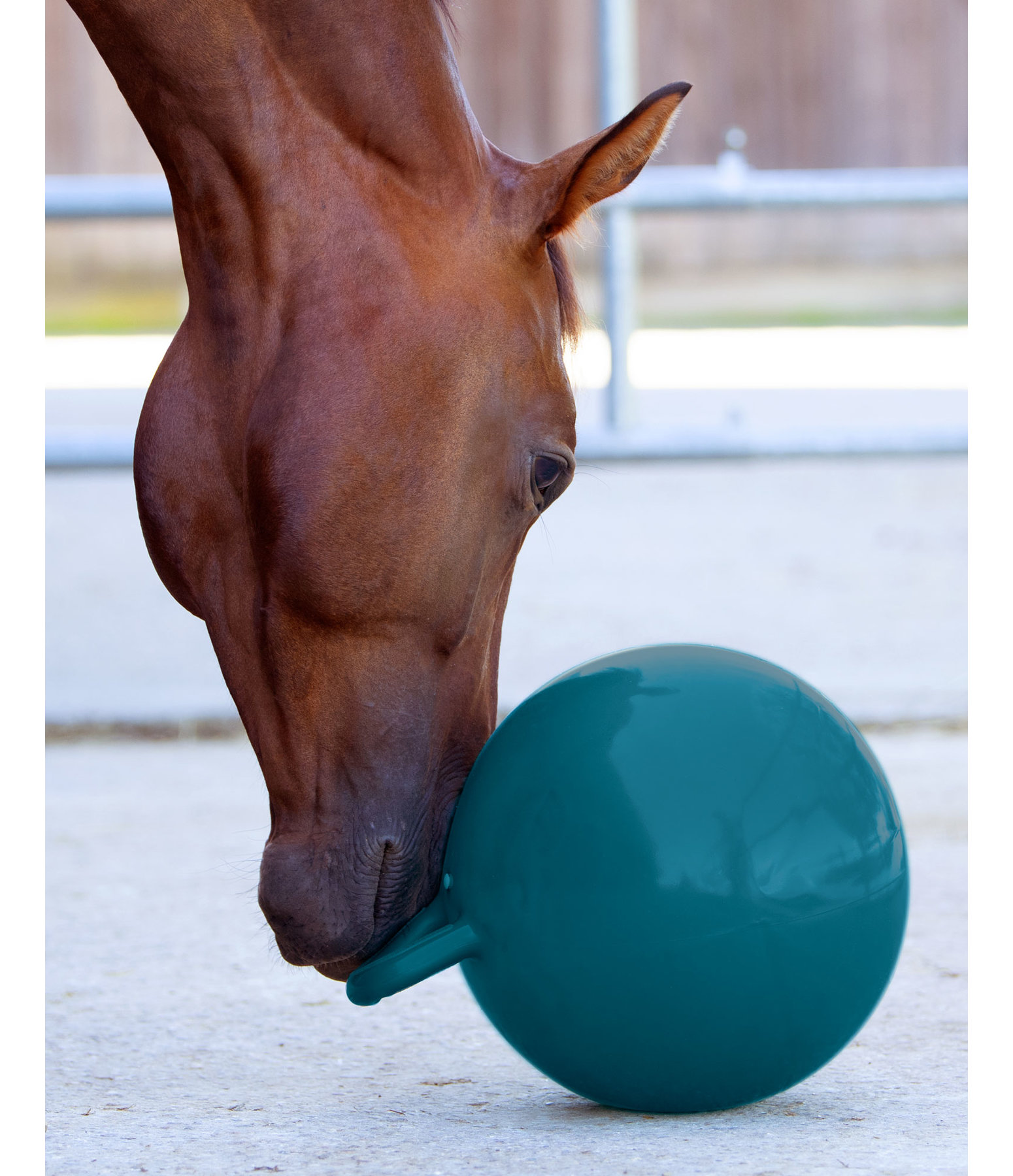 Kom langs om het te weten Dosering Laster speelbal - Paarden speelgoed - Kramer Paardensport