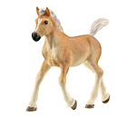 Haflinger veulen